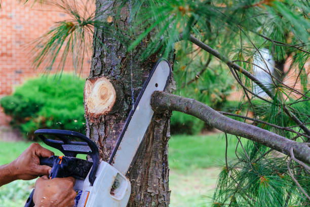 How Our Tree Care Process Works  in  Bonduel, WI